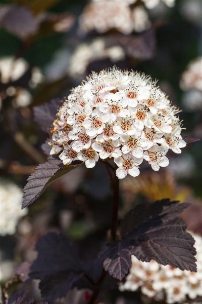Physocarpus opulifolius 'Summer Wine', Blasenspiere, 60–80 cm