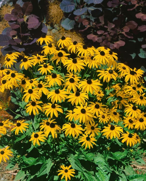 Blühende Rudbeckia im Garten