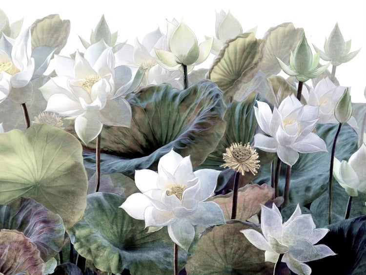 Illustration von Lotusblüten und -blättern