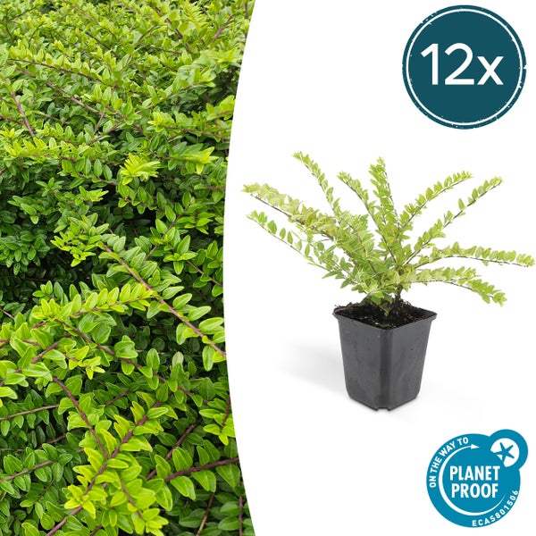 Zwölf Heckenkirschen Lonicera nitida Maigrün im Topf und als dichte Heckenbepflanzung, zertifiziert nachhaltig produziert.