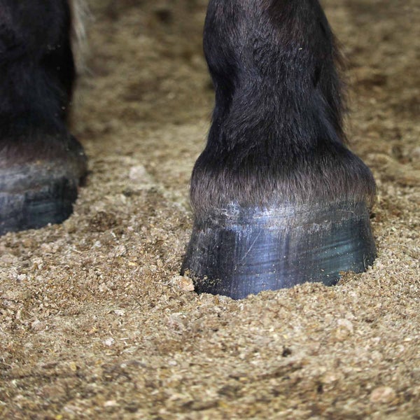 Pferdehuf auf Stalleinstreu aus Holzspänen.