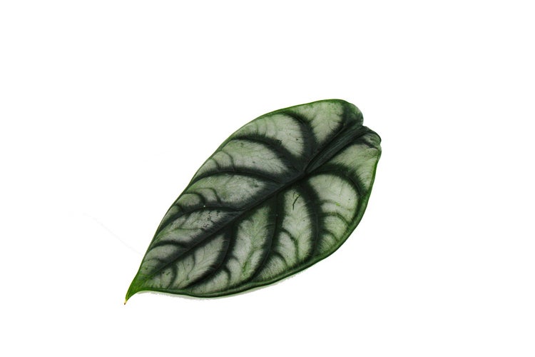 Alocasia baginda Silver Dragon Tropenwurz Alokasie Silbernes Drachenschuppen-Pfeilblatt 12cm Topf