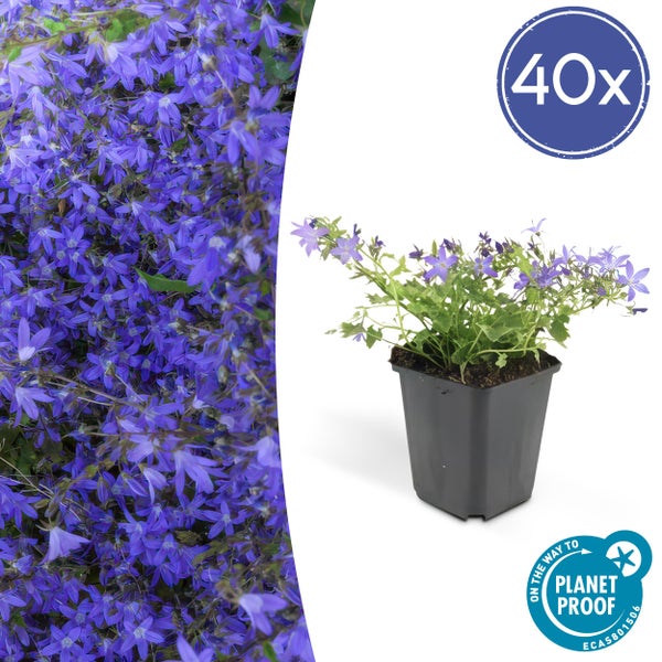 40 Glockenblumen in Kunststofftöpfen mit PlanetProof-Zertifizierung.