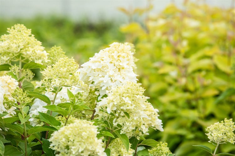 Hydrangea paniculata 'Skyfall', Rispenhortensie, weiß, 60–80 cm