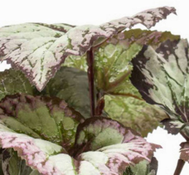 Nahaufnahme einer Begonia rex Zimmerpflanze mit grün-silbern gemusterten Blättern.