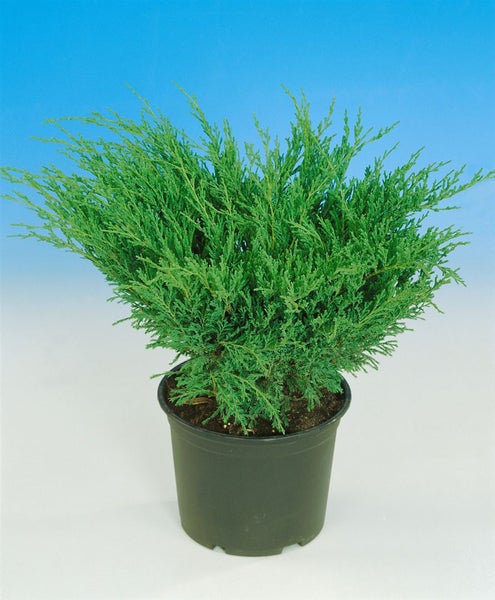 Juniperus horizontalis 'Andorra Compact', Kriech-Wacholder, 20–30 cm