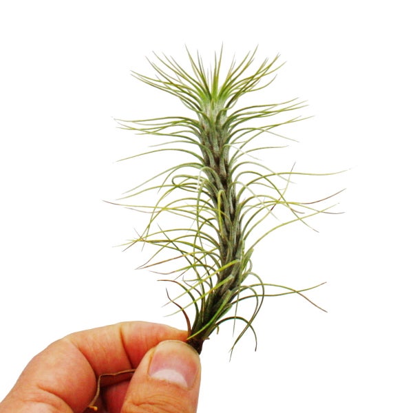 Dekorativer Kronleuchter mit Verzierungen und Kristallanhängern