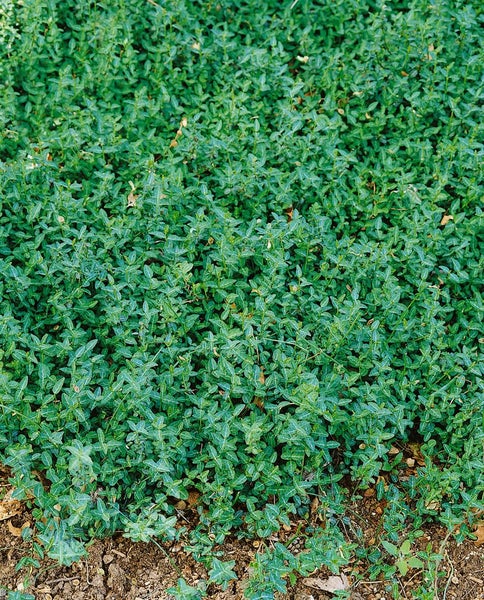 Euonymus fortunei 'Minimus', Kriechspindel, immergrün, ca. 9x9 cm Topf