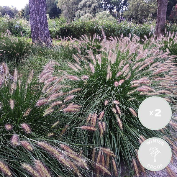 2x Pennisetum 'Hameln' - Lampenschirmgras - Ziergräser - Winterhart - ⌀13 cm - ↕15-20 cm