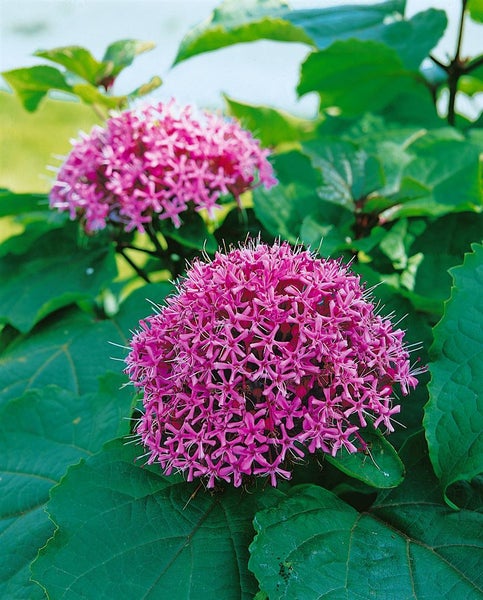 Clerodendrum bungei, Ruhmesblume, rosa Blüten, 80–100 cm