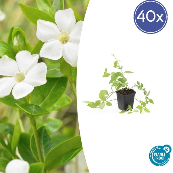 Bodendecker - Großblättriges Immergrün - Vinca major 'Alba' - 9cm Topf - Set mit 40 Pflanzen