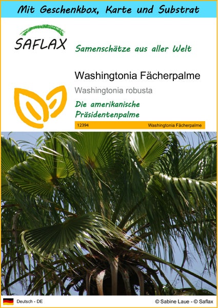 SAFLAX Geschenk Set - Washingtonia Fächerpalme - Washingtonia robusta - 12 Samen - Mit Geschenkbox, Versandaufkleber, Geschenkkarte und Anzuchtsubstrat