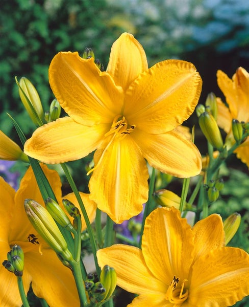 Hemerocallis x cult. 'Cartwheels', Taglilie, gelb, ca. 11x11 cm Topf