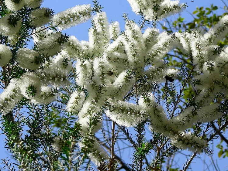 SAFLAX Garden to go - Australischer Teebaum - Melaleuca alternifolia - 400 Samen - Mit Topf, Klima - Deckel und Anzuchtsubstrat