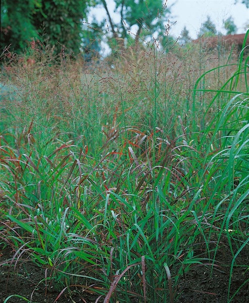 Panicum virgatum 'Rotstrahlbusch', Rutenhirse, rot, ca. 9x9 cm Topf