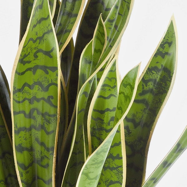 Bogenhanf Sansevieria mit aufrecht wachsenden grünen Blättern, gelben Blatträndern und dunkelgrüner Maserung.