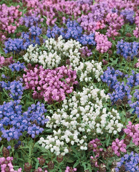 Prunella grandiflora, Großblütige Braunelle, violett, ca. 9x9 cm Topf