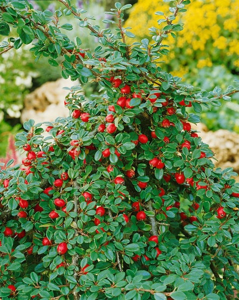 Cotoneaster microphyllus 'Streibs Findling', ca. 9x9 cm Topf, immergrün