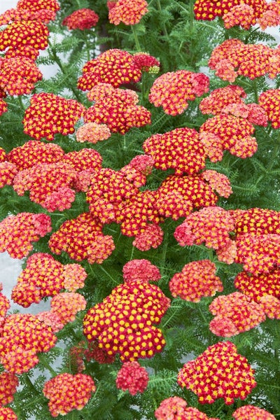 Achillea filipendulina 'Feuerland', Schafgarbe, orange-rot, ca. 9x9 cm Topf
