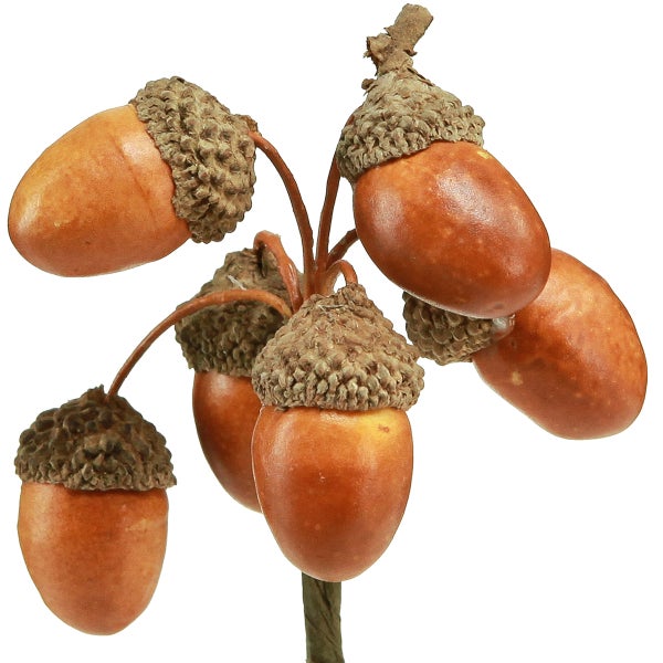 Dekorative Eicheln auf einem Zweig als Herbstdekoration