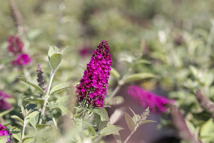 Buddleja 'Red Chip', Schmetterlingsflieder, rot, 60–80 cm