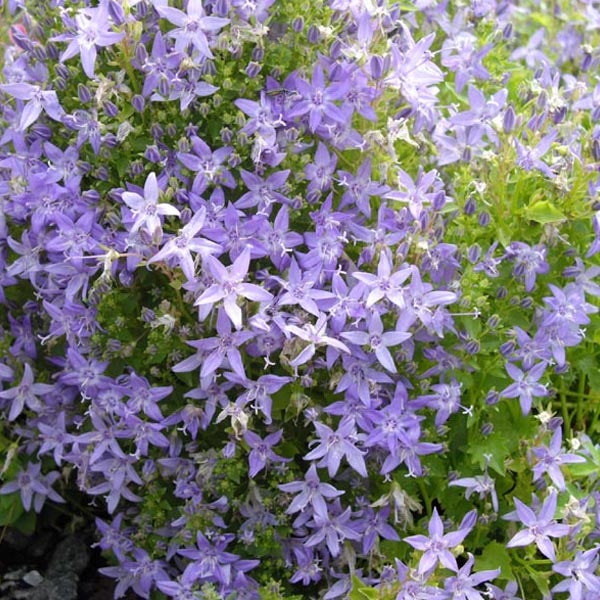 Nahaufnahme einer Glockenblumenpflanze mit zahlreichen Blüten