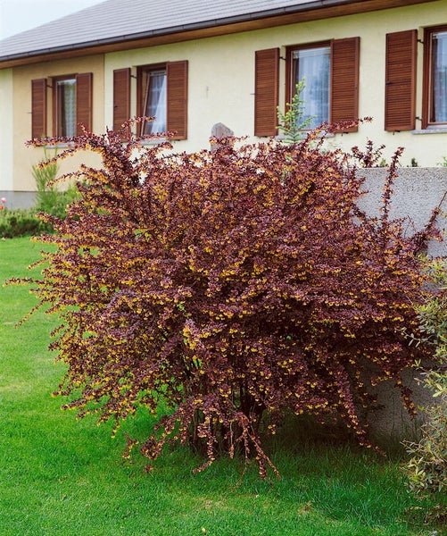 Berberis thunbergii 'Atropurpurea', Blutberberitze, purpurrot, 60–80 cm