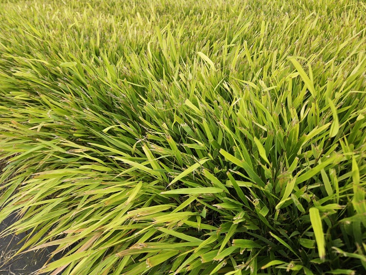 Ziergras - Japanisches Waldgras - Hakonechloa macra - 9cm Topf - Set mit 40 Pflanzen