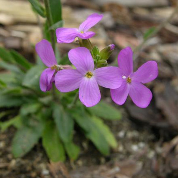 Nachtviole mit violetten Blüten im Garten