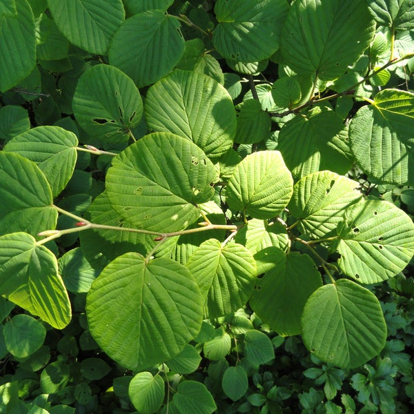 Nahaufnahme von Blättern eines Papierstrauchs