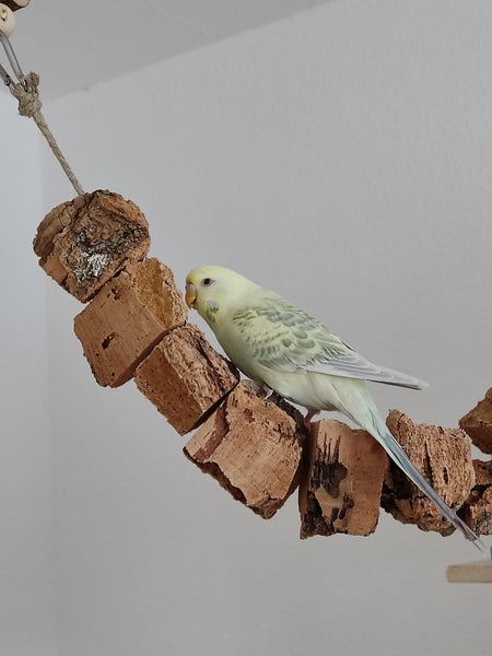 Wellensittich auf einem Vogelspielzeug aus Korkstücken an einem Seil.