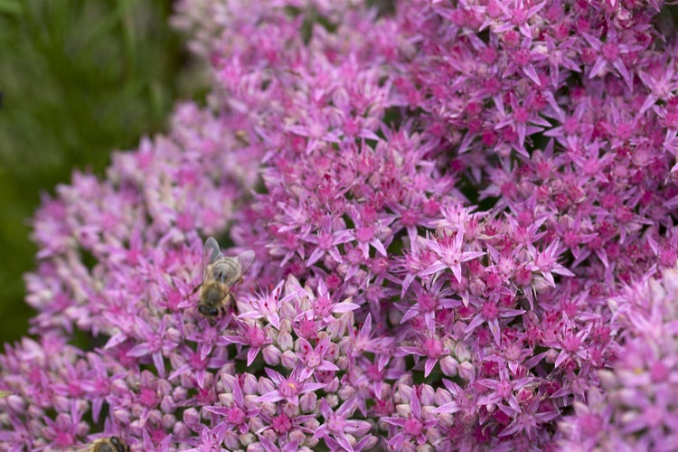 Sedum spectabile 'Carl', Fetthenne, rosa Blüten, ca. 9x9 cm Topf