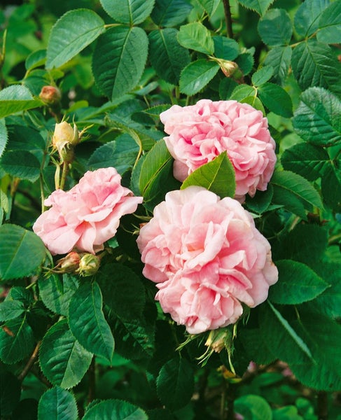 Rosa 'Felicite Parmentier', Alte Rose, rosa, 5-7,5 Liter Container