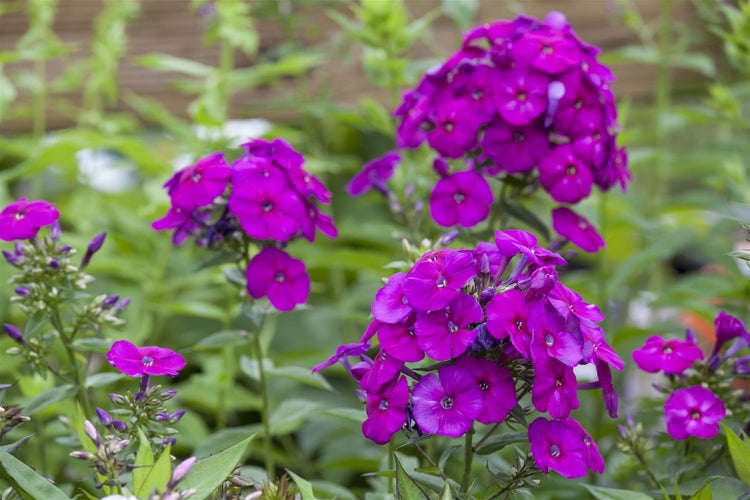 Phlox paniculata 'The King', Flammenblume, violett, ca. 11x11 cm Topf