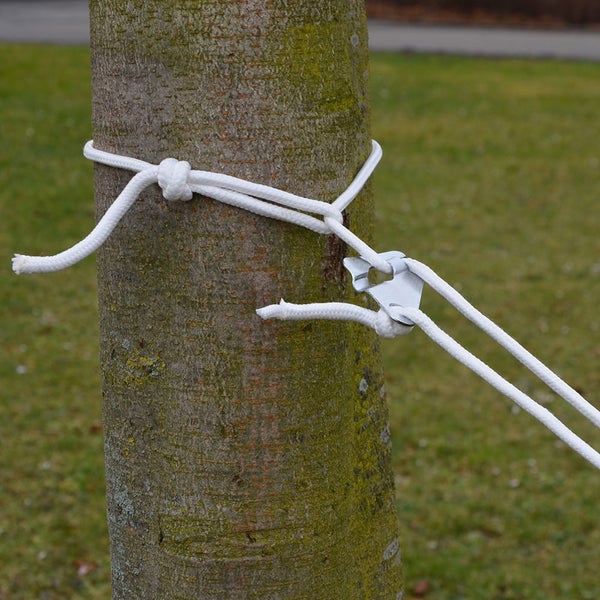 Baum fixiert mit Seil und Baumanker