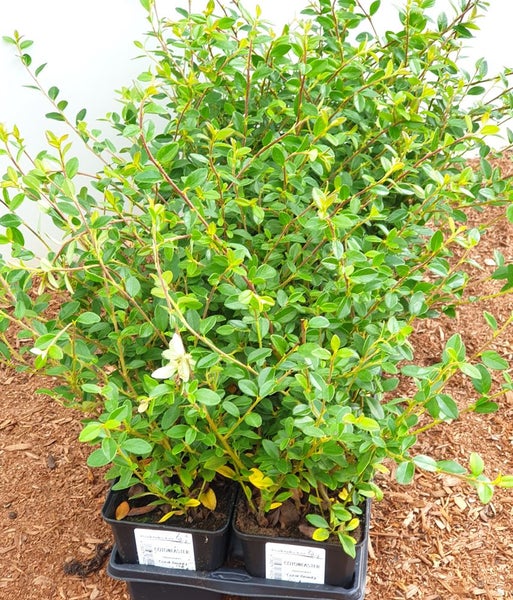 Zwergmispel in Pflanzcontainern