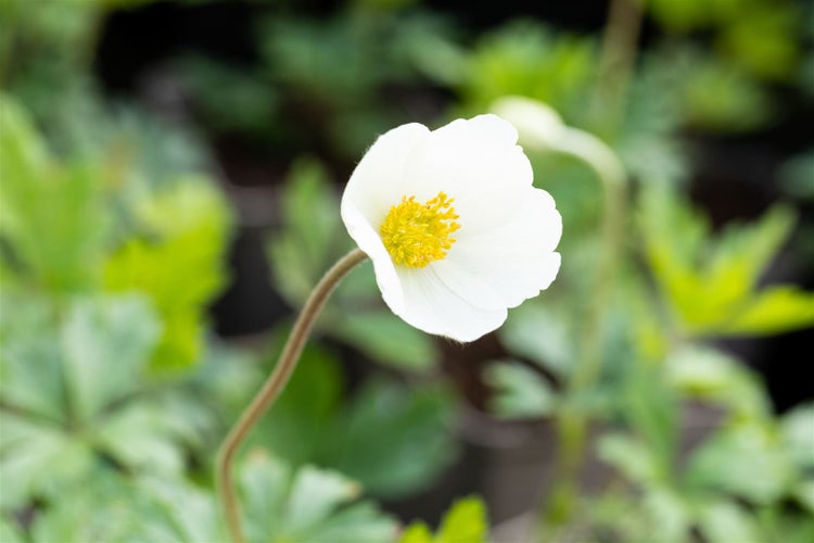 Anemone sylvestris, Schneewindröschen, weiß, ca. 9x9 cm Topf