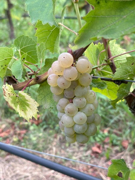 Eine Traube reifer Weintrauben an einem Weinstock im Weinberg