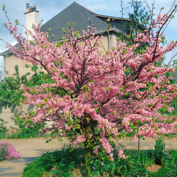 Judasbaum mit zahlreichen Blüten vor einem Wohnhaus im Garten
