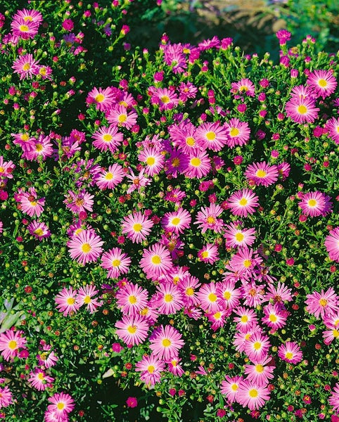 Aster novi-belgii 'Rosenhügel', Herbstaster, rosa, ca. 11x11 cm Topf