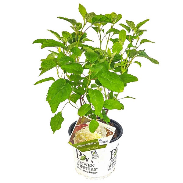 Hortensie 'Strong Annabelle' - Hortensie - Strauch - Winterhart – ⌀19 cm - ↕40-50 cm