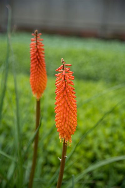 Kniphofia uvaria 'Alcazar', Fackellilie, orange-rot, ca. 11x11 cm Topf