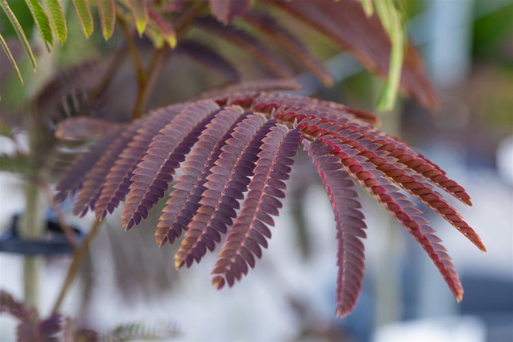 Albizia julibrissin 'Evey's Pride', Seidenbaum, 40–60 cm, rosa Blüten