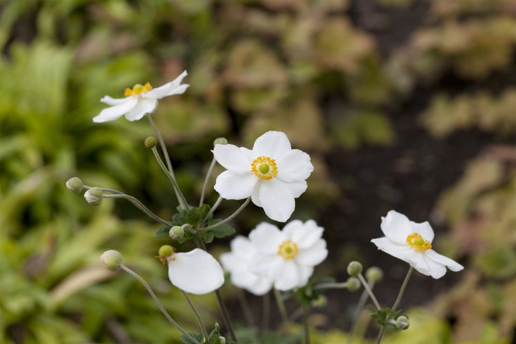 Anemone hupehensis 'Honorine Jobert', Herbst-Anemone, weiß, 2 Liter Container