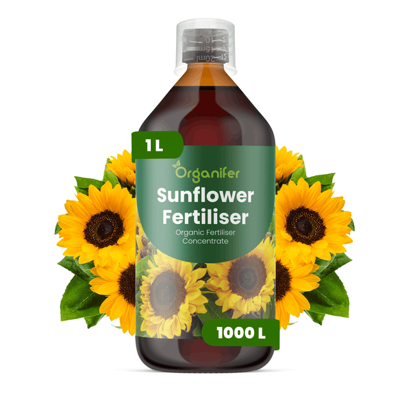Organifer Sonnenblumendünger, organisches Konzentrat, 1 Liter Flasche für circa 1000 Liter Gießwasser.