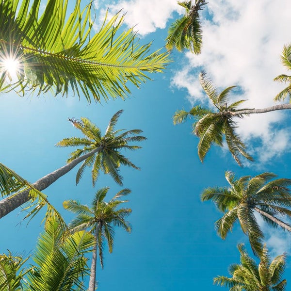 Blick von unten auf Palmen gegen einen blauen Himmel