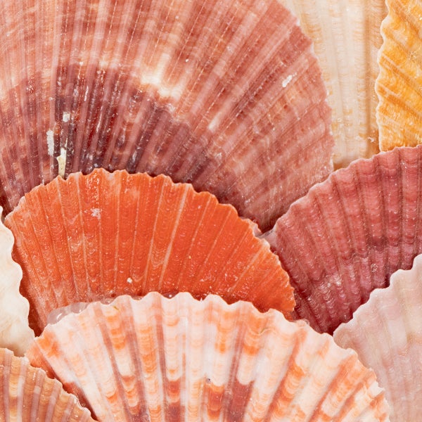 Nahaufnahme von fächerförmigen Muschelschalen mit gerippter Struktur in Orange- und Rottönen für dekorative Zwecke.