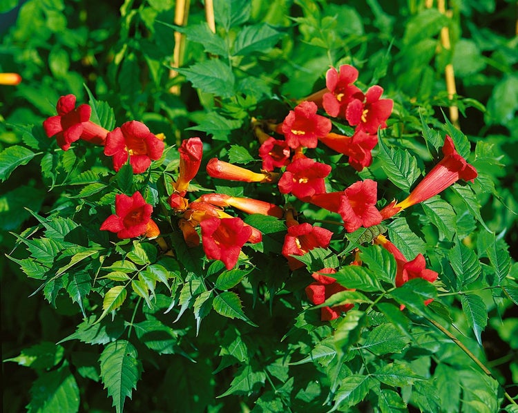 Campsis radicans 'Fire Trumpet', Klettertrompete, orange-rot, 60–100 cm