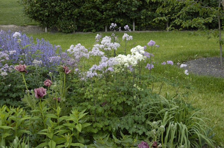 Blumenbeet mit blühenden Stauden im Garten