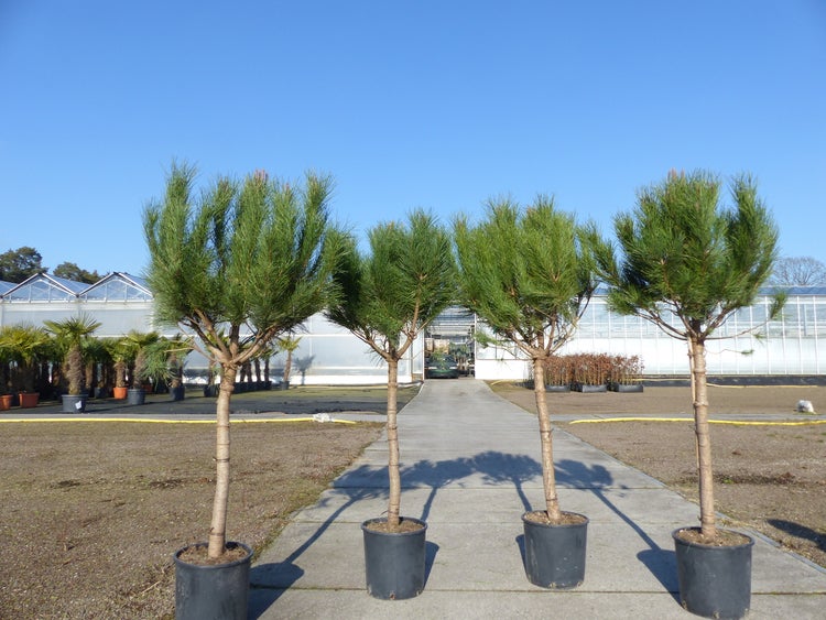 Pinus Pinea Mittelmeerkiefer 180 cm Pinie Kiefer Stamm Premium XL Stamm, winterhart
